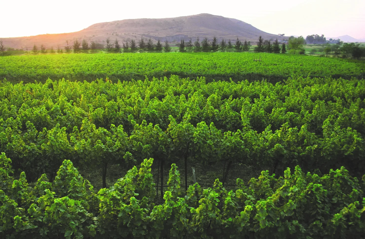 Sula Vineyards Nashik