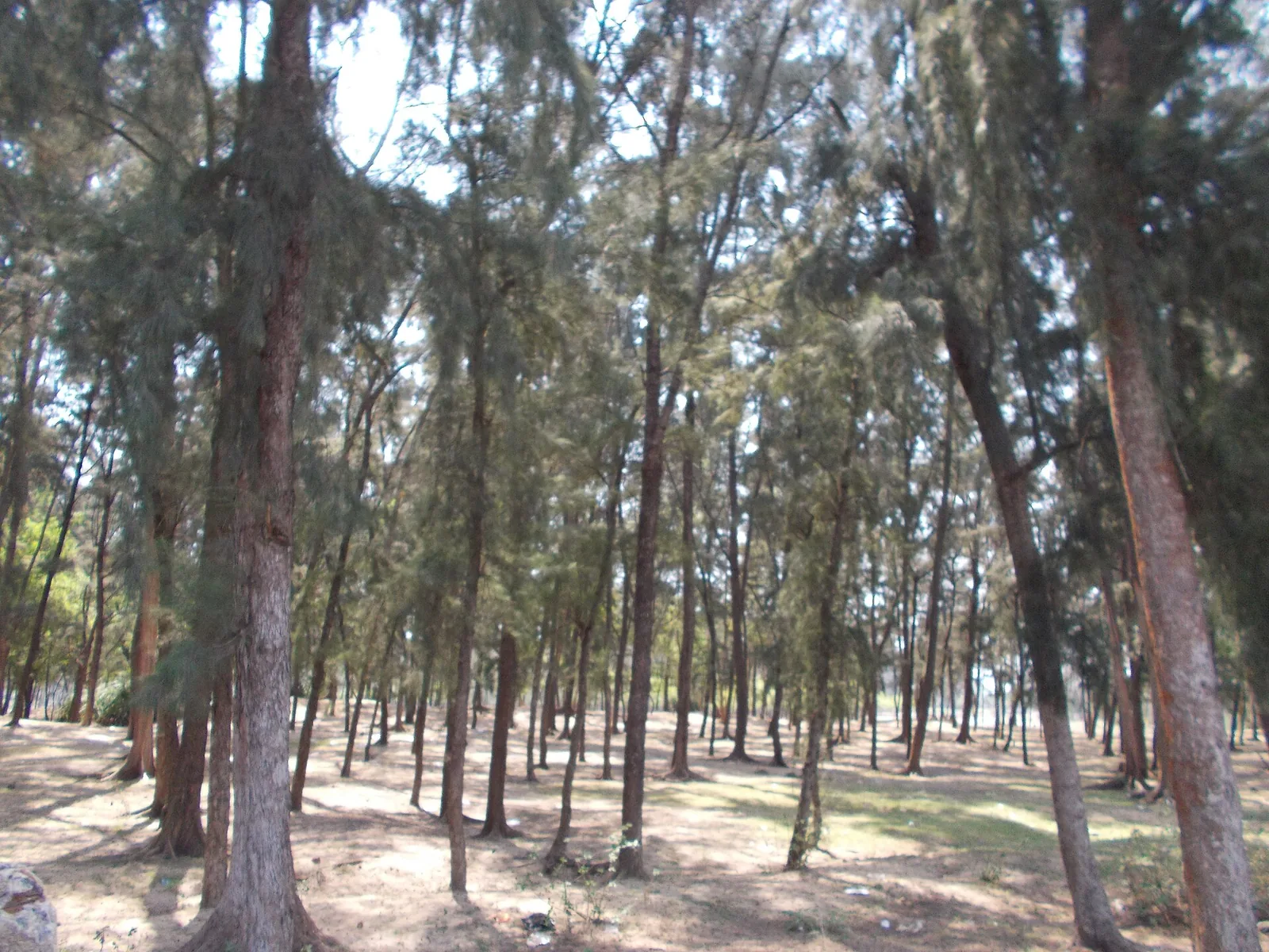 Tajpur Beach Mandarmoni