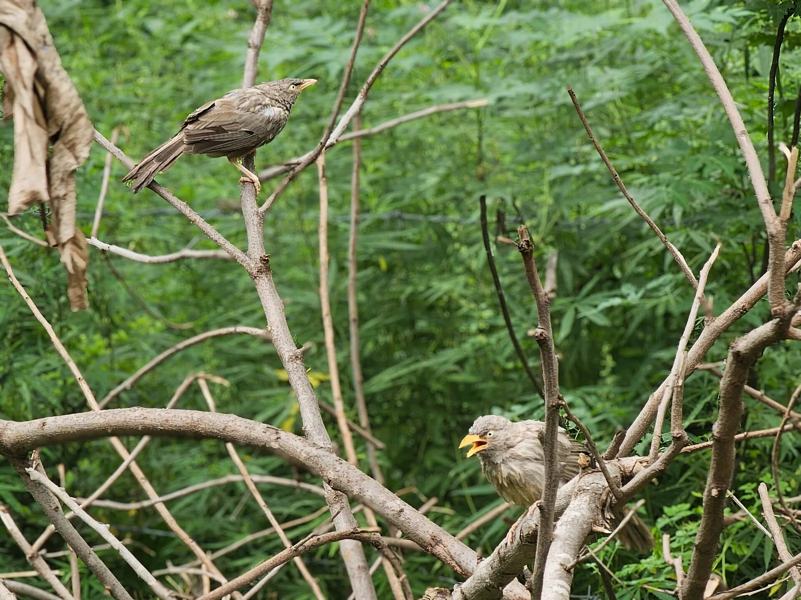 Takhni Rehmapur Wildlife Sanctuary