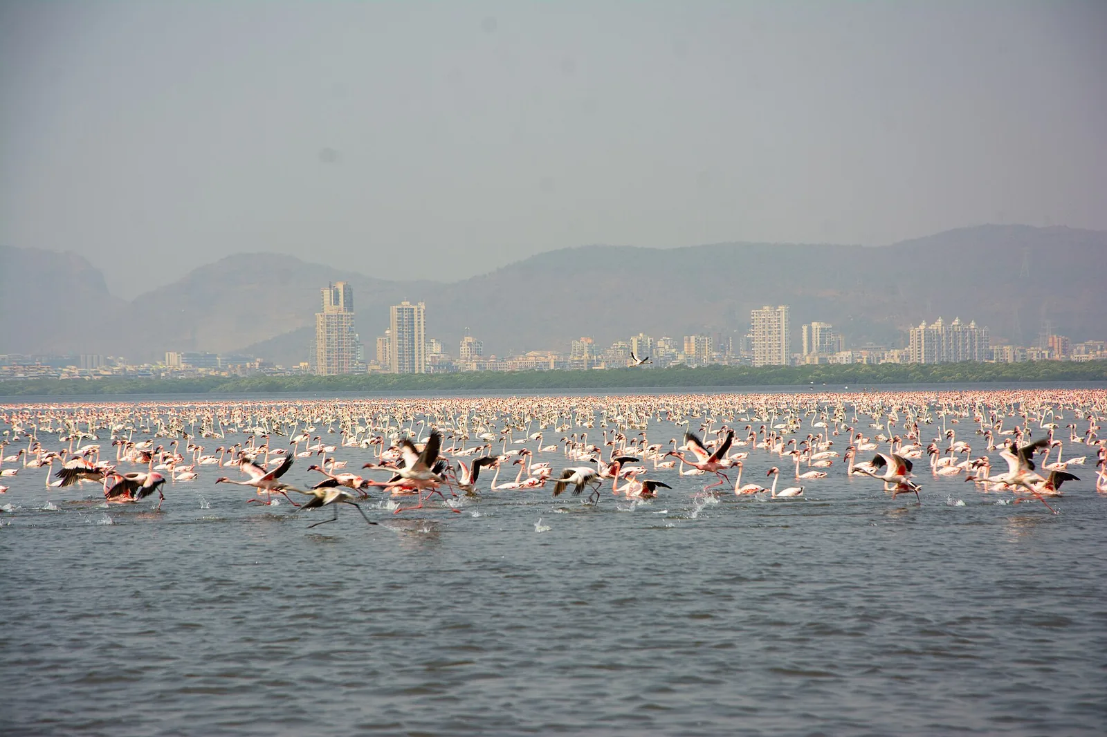Thane Creek Flamingo Sanctuary