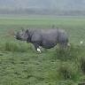 Kaziranga