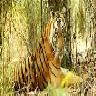 1447915287_Bandhavgarh.jpeg