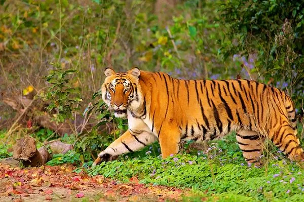 Jim Corbett National Park