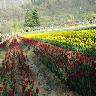 Indira Gandhi Tulip Garden