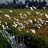 Kumarakom Bird Sanctuary