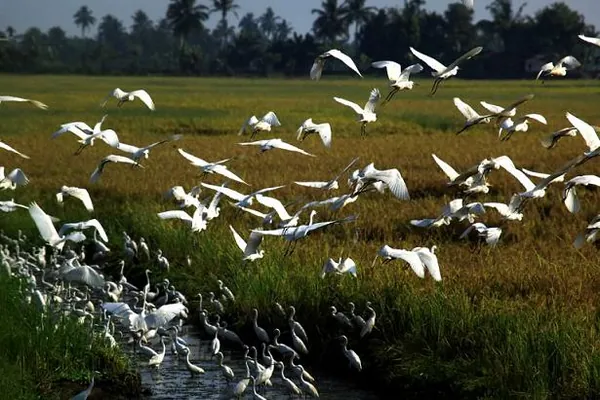 Kumarakom