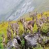 Eravikulam National Park