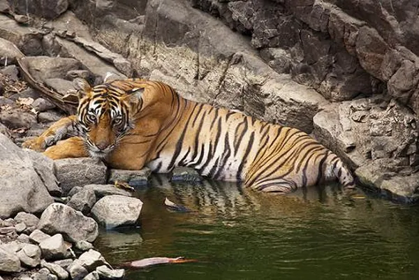 Ranthambore