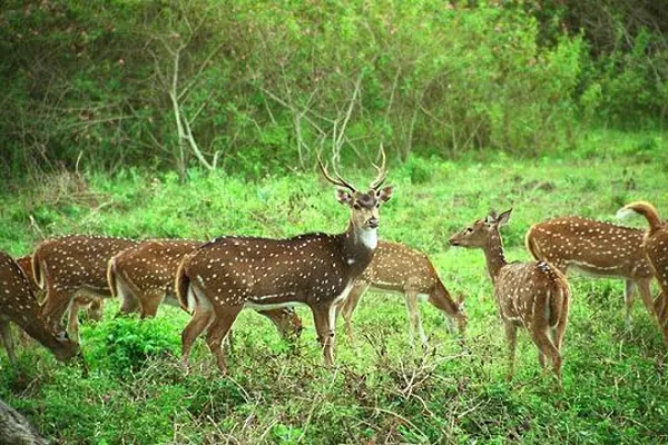 Deer Park