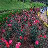 Ooty