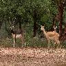 Mahavir Harina Vanasthali National Park