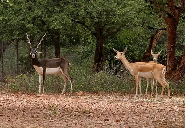 Hyderabad