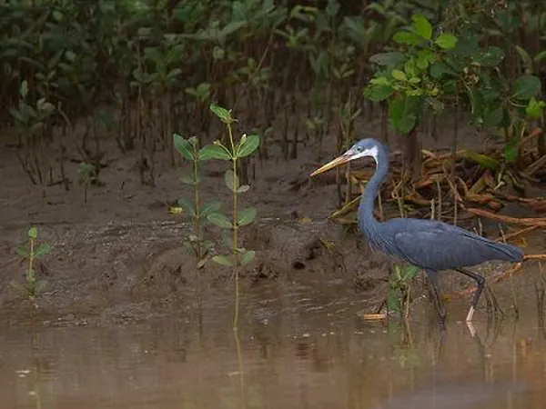 Coringa Sanctuary