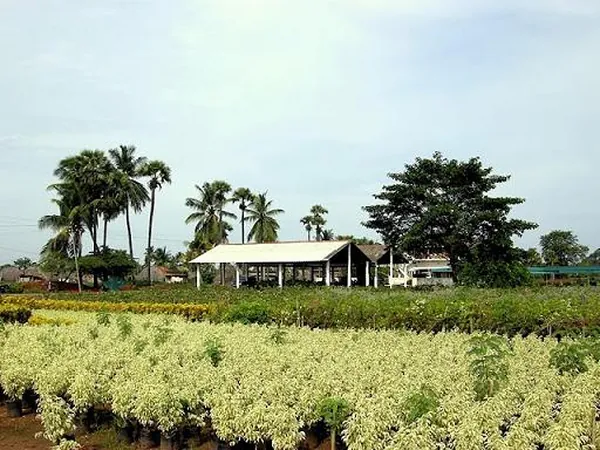 Kadiyapulanka