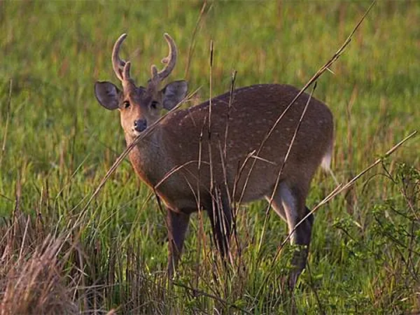 Bura Chapori Wildlife Sanctuary