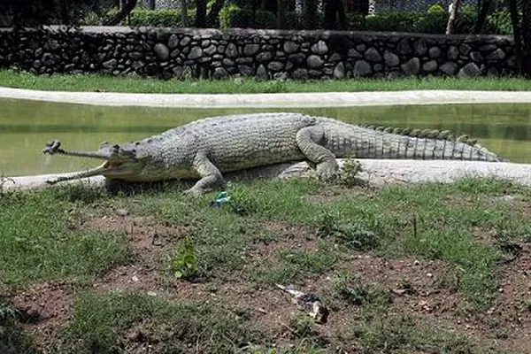 Chattbir Zoo