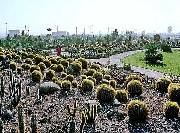 Cactus Gardens