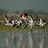 Nal sarovar Bird Sanctuary