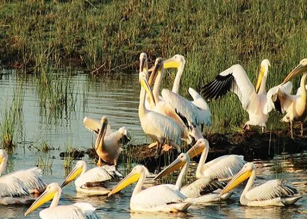 Khijadiya Bird Sanctuary