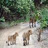 Junagadh Zoo