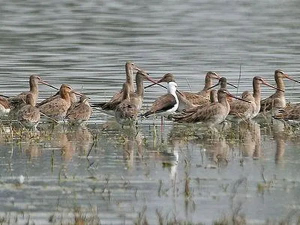 Sultanpur Bird Sanctuary