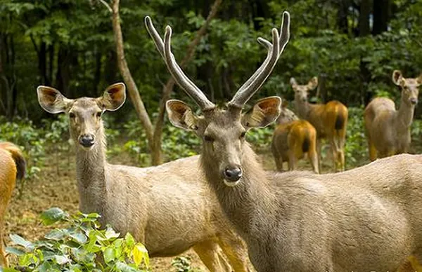 Dalma Wildlife Sanctuary