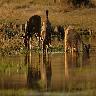 Pench National Park