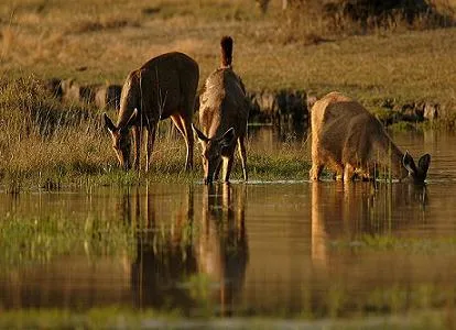 Pench National Park