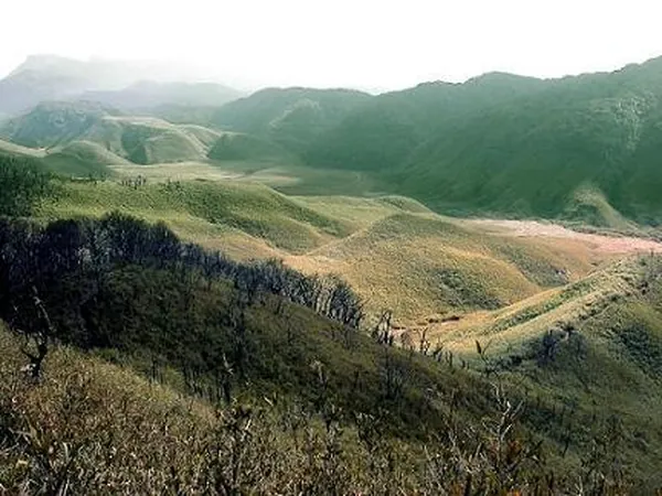 Kohima