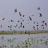 Chilika Wildlife Sanctuary