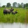 Kaziranga