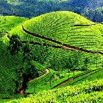 Kolukkumalai Tea Estate