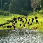 Idukki Wildlife Sanctuary