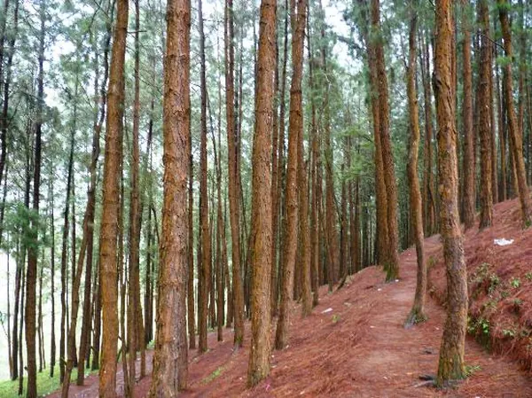 Pine Hill