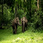 Wayanad Wildlife Sanctuary