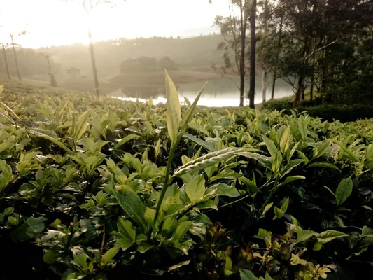 Anakkayam Lake