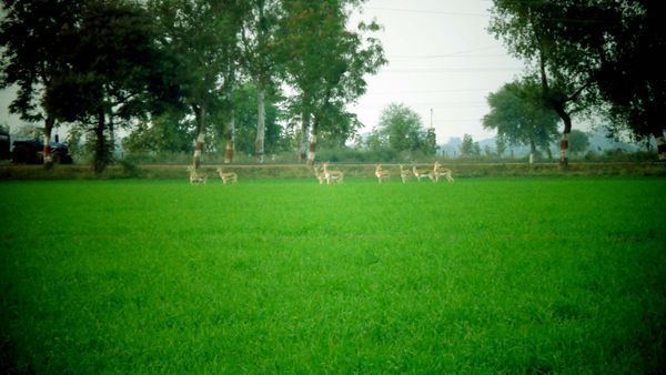 Pipariya tourist destination