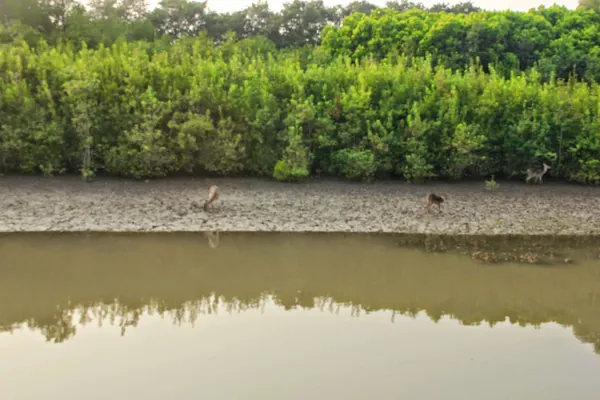 Bhitarkanika