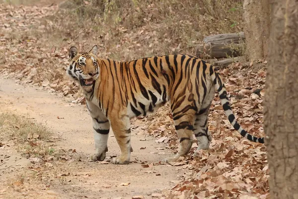 Kanha tourist destination