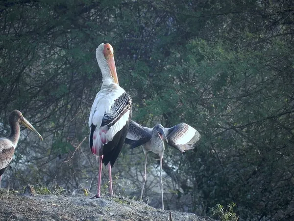 Bharatpur tourist destination
