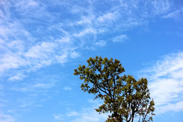 Ambikapur