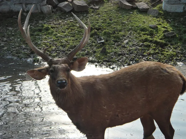 Bhilai