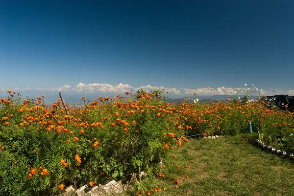 Hotels in Mukteshwar