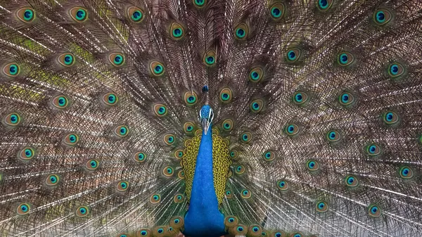 Pench tourist destination