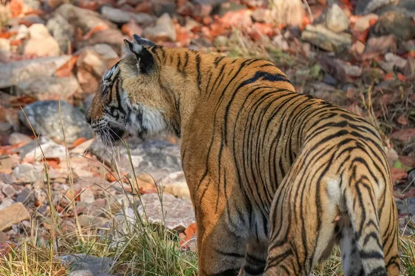 Hotels in Ranthambore
