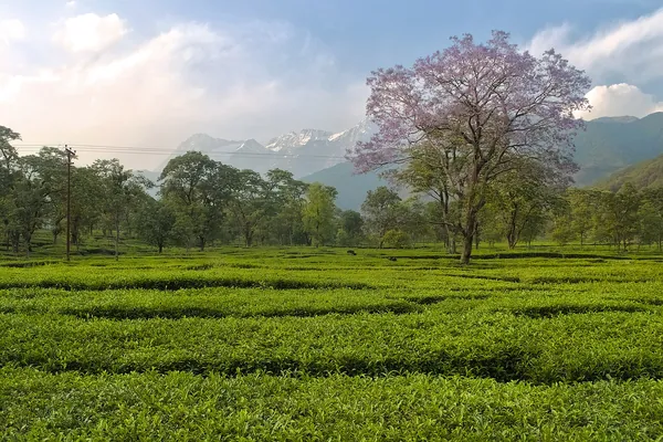 Palampur