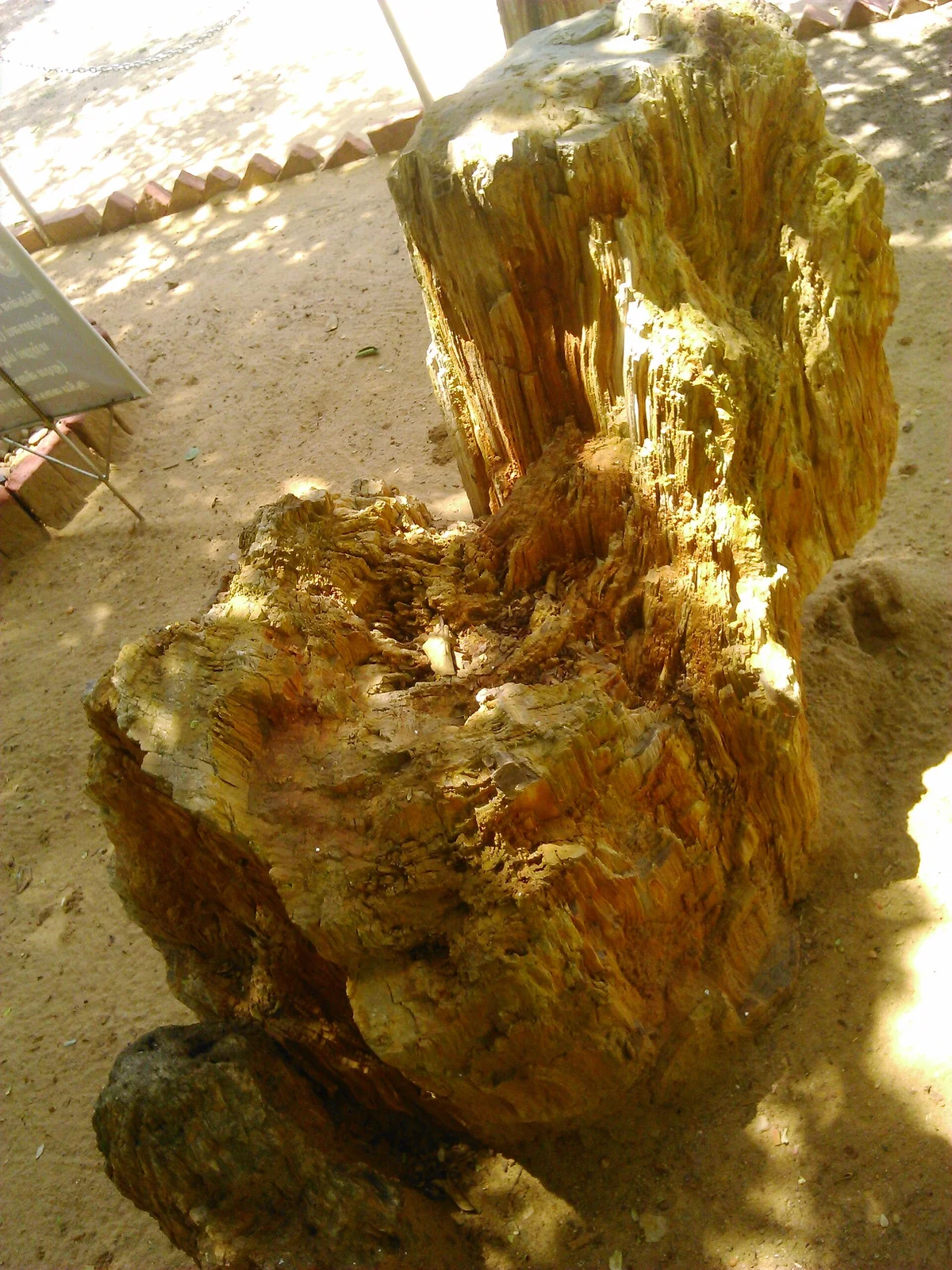 Fossil wood lying across the Tiruvakkarai park grounds