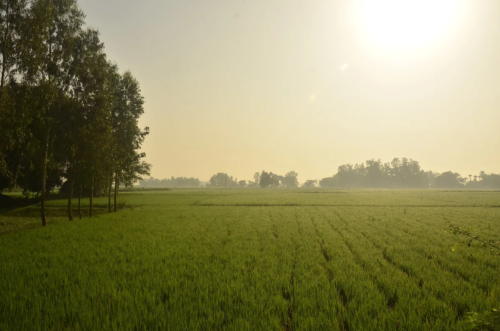 Famous GI-Tagged Tulaipanji Aromatic Rice Fields and Agro Mandi