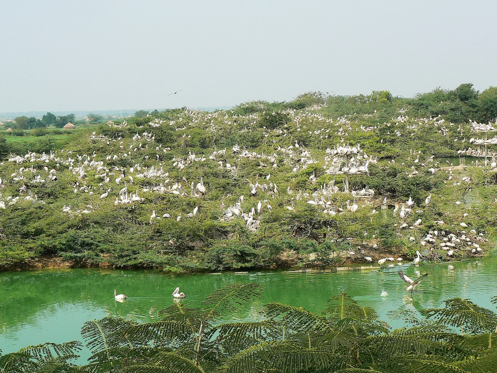 Uppalapadu Bird Sanctuary Guntur
