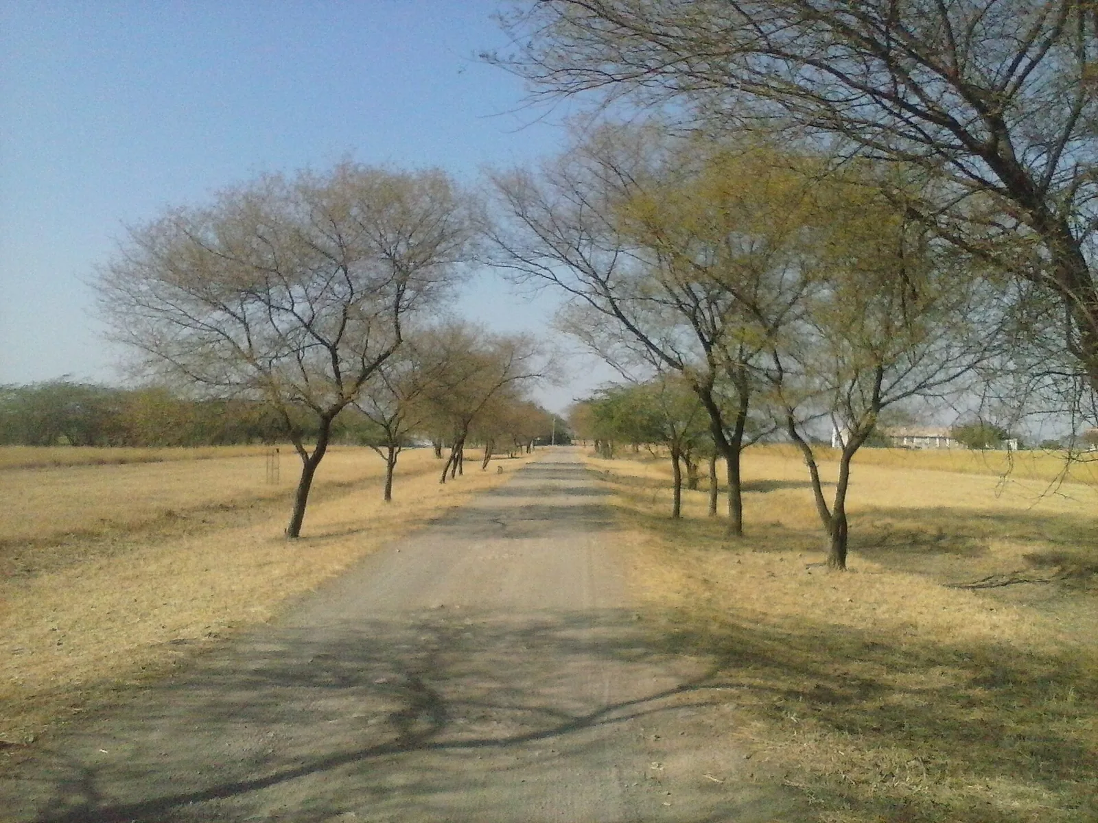 Velavadar Blackbuck National Park Bhavnagar